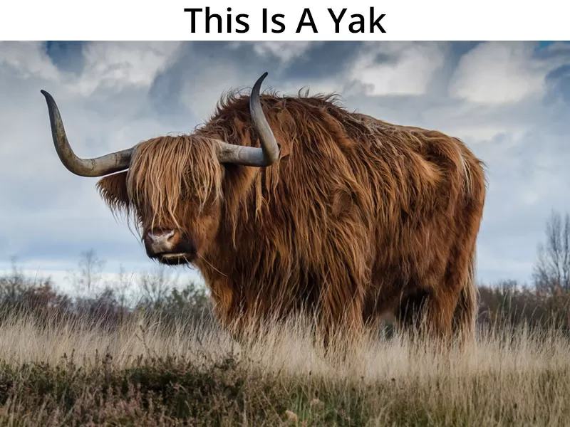 This is a yak